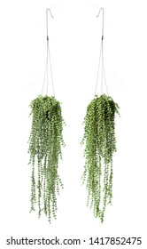 Trailing Of String Of Nickels, Dischidia Nummularia, Indoor Hanging Plants For Home Or Balcony, Coin-shaped Leaves And Gorgeous Silver Variegation. Front And Back Isolated On White Background.