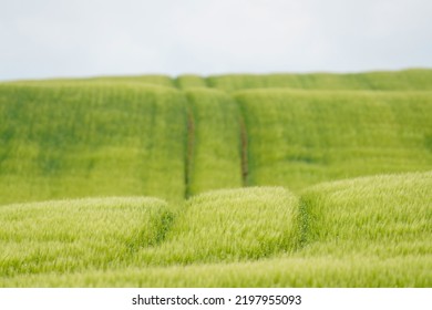 The Trails Of A Car In A Grassy Field