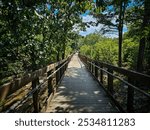 Trails in Cheaha State Park, Alabama.