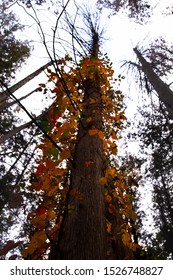 
Trails At Georgetown, Ontario, Canada