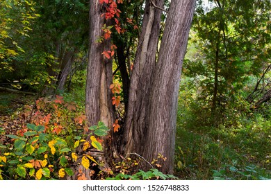 
Trails At Georgetown, Ontario, Canada