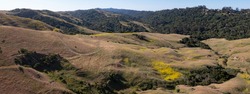 Trails Meander Through The Grass-covered Hills Of The East Bay, Just A Few Miles From San Francisco Bay In Northern California. This Area Provides Open Spaces For Hikers, Bikers, And Grazing Cows.