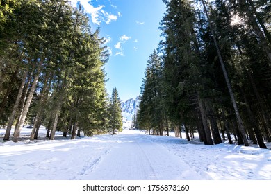 Trails On The Snow In The Woods Of The Paneveggio Natural Park Forest In The Italian Dolomites