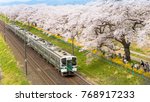 Train Passing Sakura Trees Along Train Track, Sendai, Japan