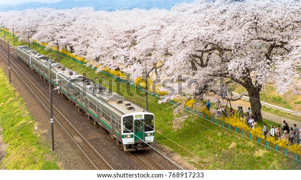 Train Passing Sakura Trees Along Train Track,\
Sendai, Japan