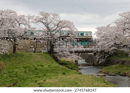 A train passing through a bridge across Fujita-Gawa RIver and tourists strolling on the grassy riverbank, enjoying the view of amazing Sakura Namiki (cherry blossom trees in long rows), in Koriyama, Fukushima Prefecture, Tohoku Region, Japan.

A serene view of the JR Ban-etsu West Line gliding through a pink tunnel of Somei Yoshino blossoms along the Fujita-gawa River. The lush green banks and gentle stream create a picturesque spring landscape in Koriyama, Fukushima

In this breathtaking scene from the Tohoku region, rows of blooming Sakura Namiki stretch for three kilometers, framing a passing train against a cloudy spring sky. The contrast between the modern train and the delicate, fluffy cherry blossoms perfectly captures the essence of Japanese spring

The fleeting beauty of spring is on full display at Fujita-gawa River. As the locomotive crosses the bridge, it offers passengers a brief, magical journey through a cloud of pale pink petals—a quintessential Hanami experience in the heart of Fukushima Prefecture, Tohoku Region, Japan.