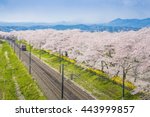 Train and Sakura Fubuki at Cherry blossom festival in Sendai, Miyagi, Japan