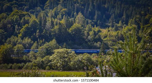 Train in the thick of the forest