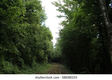 Train tracks surrounded by trees nature