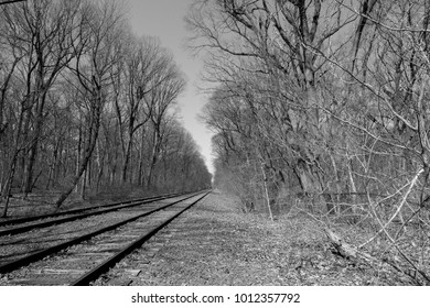Train tracks through a forest 