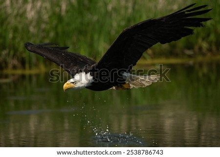 A trained bald eagle in flight. Haliaeetus leucocephalus