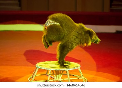 A Trained Bear In A Circus. Animal In The Arena