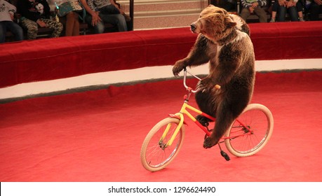 Circus+bear+bike: Imágenes, fotos de stock y vectores | Shutterstock