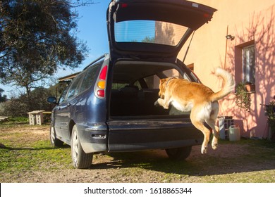 Trained Dog Jumping Inside The Rear Trunk Of The Car Ready To Go