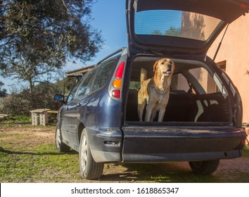 Trained Dog Jumping Inside The Rear Trunk Of The Car Ready To Go