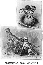 Trained dog and the tiger. Engraving by Specht. Published in magazine 