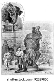 Trained elephant. Engraving by Specht. Published in magazine 