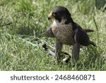 trained falcon tied by a string on the grass