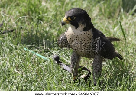trained falcon tied by a string on the grass