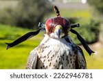A trained falcon wearing a hood for calming purposes.