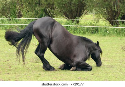 A trained Friesian horse lying down in a bow.