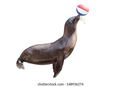 trained fur seal playing with ball on  stage