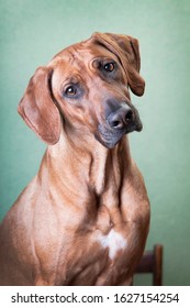 Trained Ginger Big Dog, Rhodesian Ridgeback Breed, Portrait, Indoors, On A Greenish Fonen On A Chair