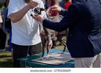 A trained handler meticulously prepares a graceful greyhound for competition at a lively dog show. Excitement fills the air as onlookers observe closely.