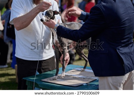 A trained handler meticulously prepares a graceful greyhound for competition at a lively dog show. Excitement fills the air as onlookers observe closely.
