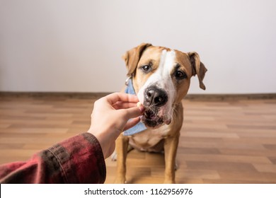 Trained Intelligent Dog Taking Food From Human. Owner Gives Treat To A Staffordshire Terrier Puppy Indoors