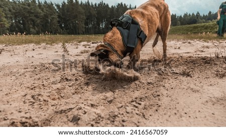 trained military canine actively searching in sandy terrain with determination and focus, showcasing the vital role of dogs in security and defense operations
