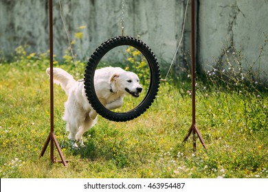 The Trained White Yellow Labrador Retriever Dog Jumping Through Suspended Tire Tyre Hoop On Green Grass Of The Court.