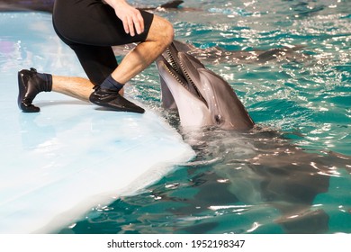 Trainer Feeds A Beautiful Dolphin With Fish