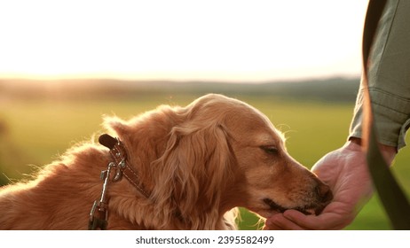 Trainer gives snack and shakes paw of cocker spaniel dog in park at sunset man feeds cocker spaniel dog at twilight summer park man teaches cute dog tricks with food in summer sunset field closeup - Powered by Shutterstock