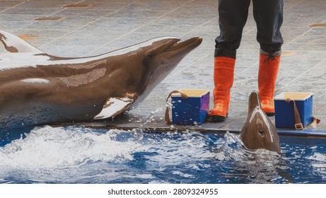 Trainer Interacting with Dolphins During a Professional Aquatic Animal Performance at a Marine Education Center