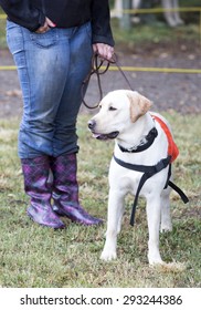 A Trainer Is Standing Beside A Golden Retriever Guide Dog During The Last Training For The Animal. The Dogs Are Undergoing Various Trainings Before Finally Given To A Blind Person. 