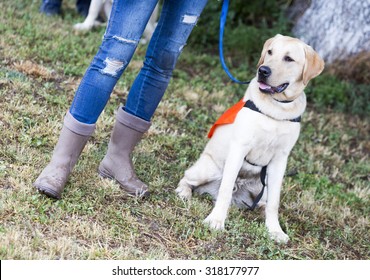 A Trainer Is Standing Beside A Golden Retriever Guide Dog During The Last Training For The Animal. The Dogs Are Undergoing Various Trainings Before Finally Given To A Blind Person. 