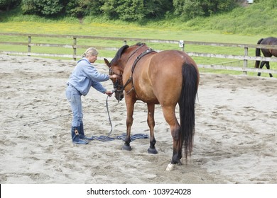 A trainer un-bridles her Mare/A Mare is Unbridled/A beautiful brown Mare is unbridled by his Trainer - Powered by Shutterstock