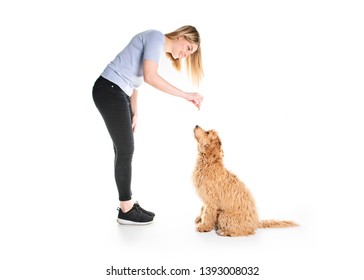 Trainer Woman With His Golden Labradoodle Dog Isolated On White Background