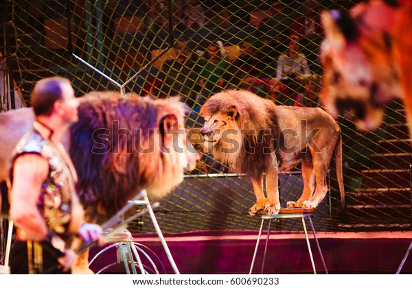 Trainers Stands Among Lions Tigers On Stock Photo (Edit Now) 600690233