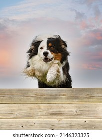 Training For An Australian Shepherd On A Fence For Obedience Discipline