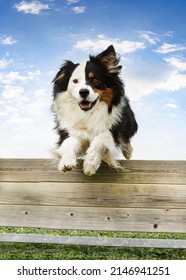 Training For An Australian Shepherd On A Fence For Obedience Discipline