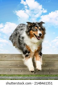 Training For A Australian Shepherd On A Fence For Obedience Discipline