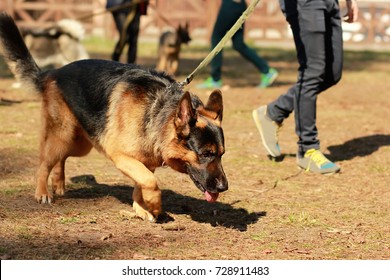 Training class for a K9 german shepherd detective dog. Scent training and searching for a track - Powered by Shutterstock