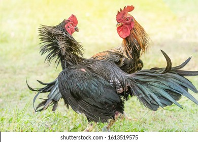 67 Cockerel Training Images, Stock Photos & Vectors | Shutterstock