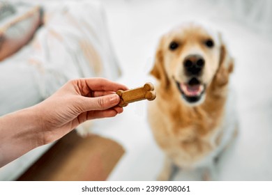 Training of dog. Close up of pet keeper holding treats over blurred background of adorable golden retriever. Excited fluffy dog waiting for favorite snack while executing sit command. - Powered by Shutterstock