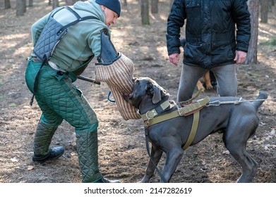 Training dogs for protective guard duty. The dog Cane Corso Italiano bites the hand of the trainer who is wearing a special protective sleeve. Owner of the pet stands in the background. Series part