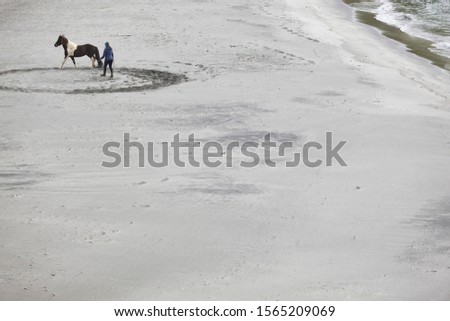 Training a horse on a sand beach. Equestrian sport. Faroe Islands