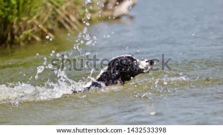 Similar – water rat Pet Labrador