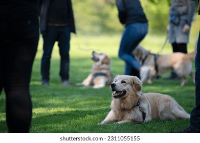 Training lesson at a dog school